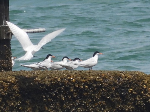 Roseate Tern